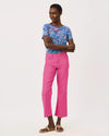 Pink Aster